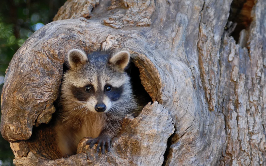 baby raccoon