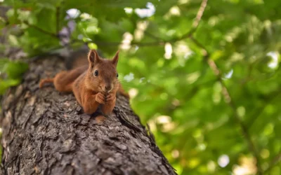 America’s Crazy History With Wildlife